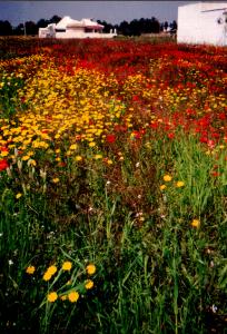 Blumenwiese