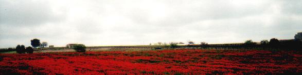rotes Feld