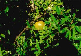 Granatapfel