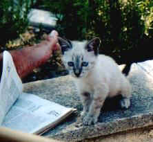 Katze