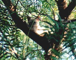 Katze im Baum