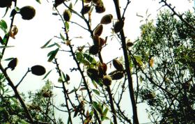 Mandeln, noch am Baum