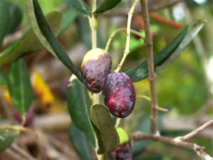 Olivenernte 2004