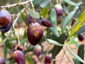 Olivenernte 2004