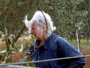 Olivenernte 2004