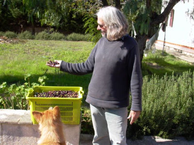 Olivenernte 2005