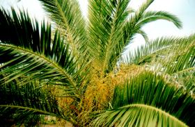 Palme im Garten