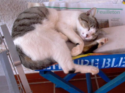 Pollux