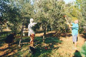 Olivenernte 2002