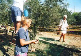 Olivenernte 2002