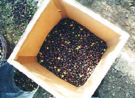 Olivenernte 2002