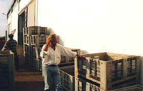 Olivenernte 2002